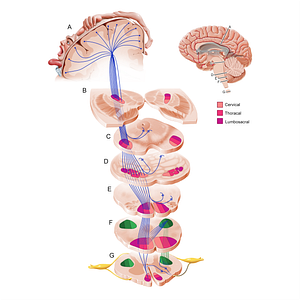 Lateral corticospinal tract (#21168)