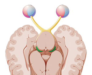 Medial geniculate body (#2944)