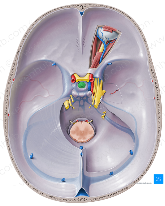 Pituitary gland (#4097)