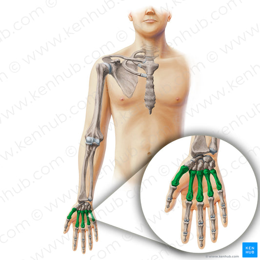 Metacarpal bone (#19870)