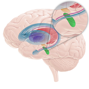 Substantia nigra (#16708)