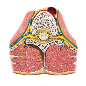 Pleura (#7941)