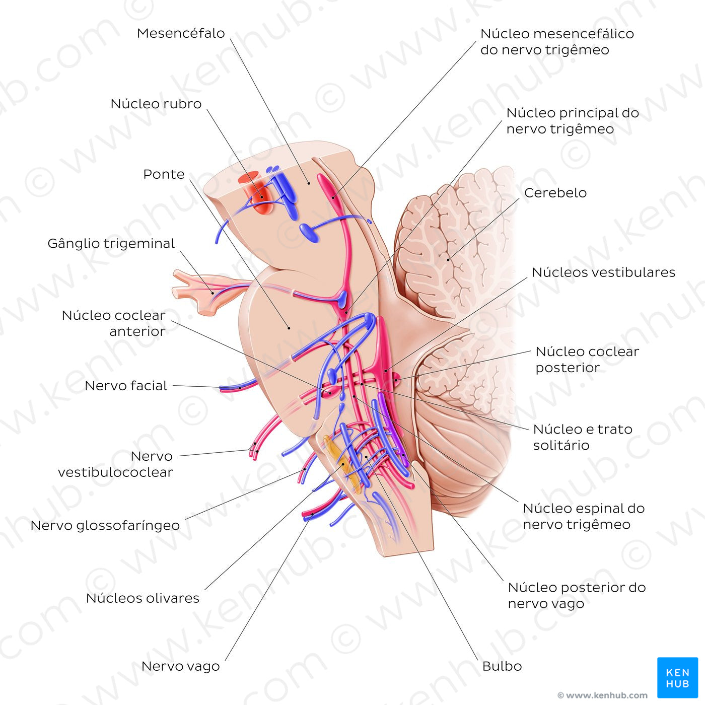 Cranial nerve nuclei - sagittal view (afferent) (Portuguese)