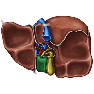 Quadrate lobe of liver (#4859)