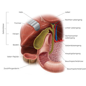 Gallbladder (German)