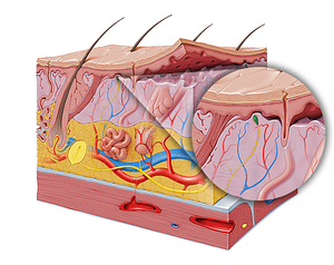 Tactile corpuscle (#2922)