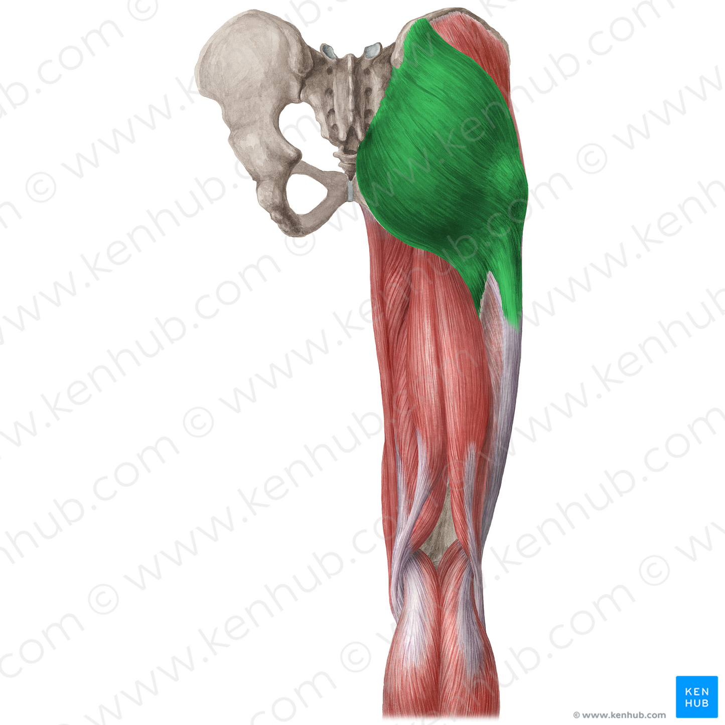 Gluteus maximus muscle (#19647)