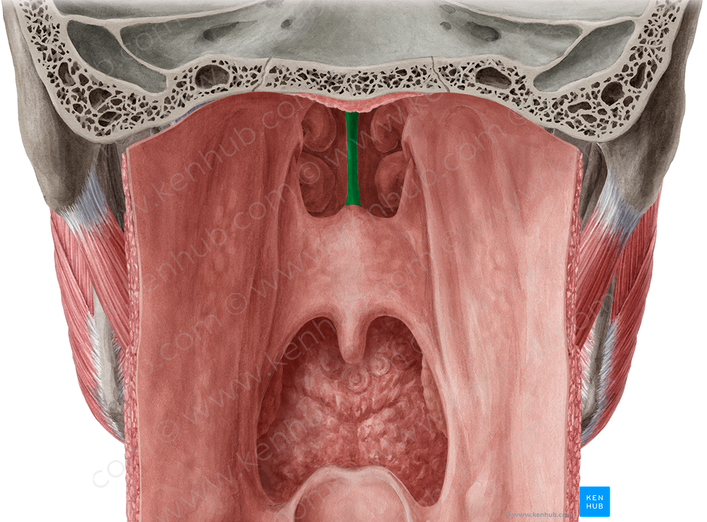 Nasal septum (#8986)