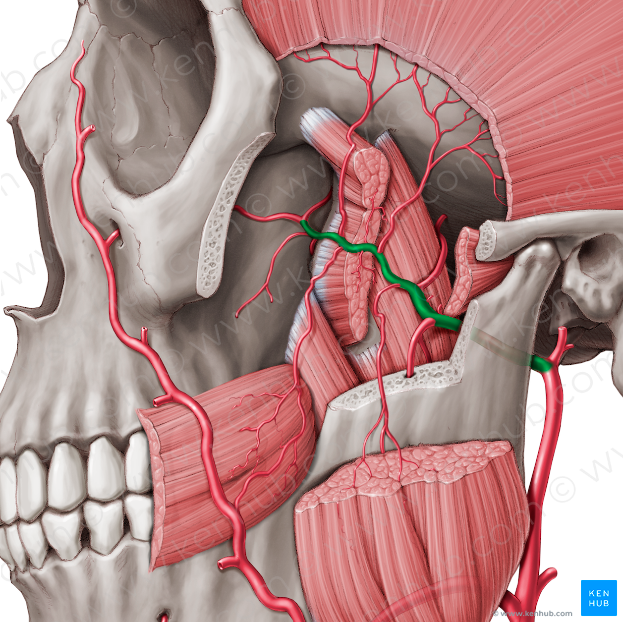 Maxillary artery (#1502)