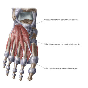 Dorsal muscles of the foot (Spanish)