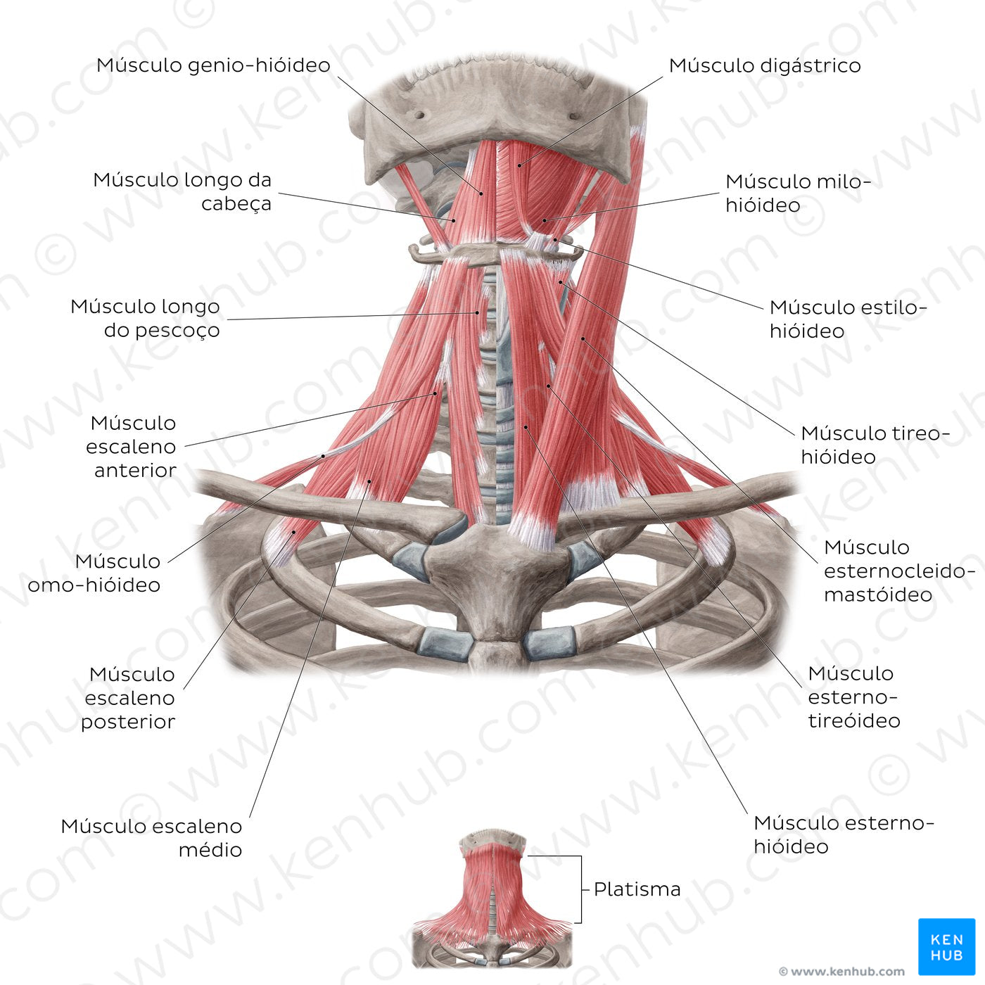 Muscles of the anterior neck (Portuguese)