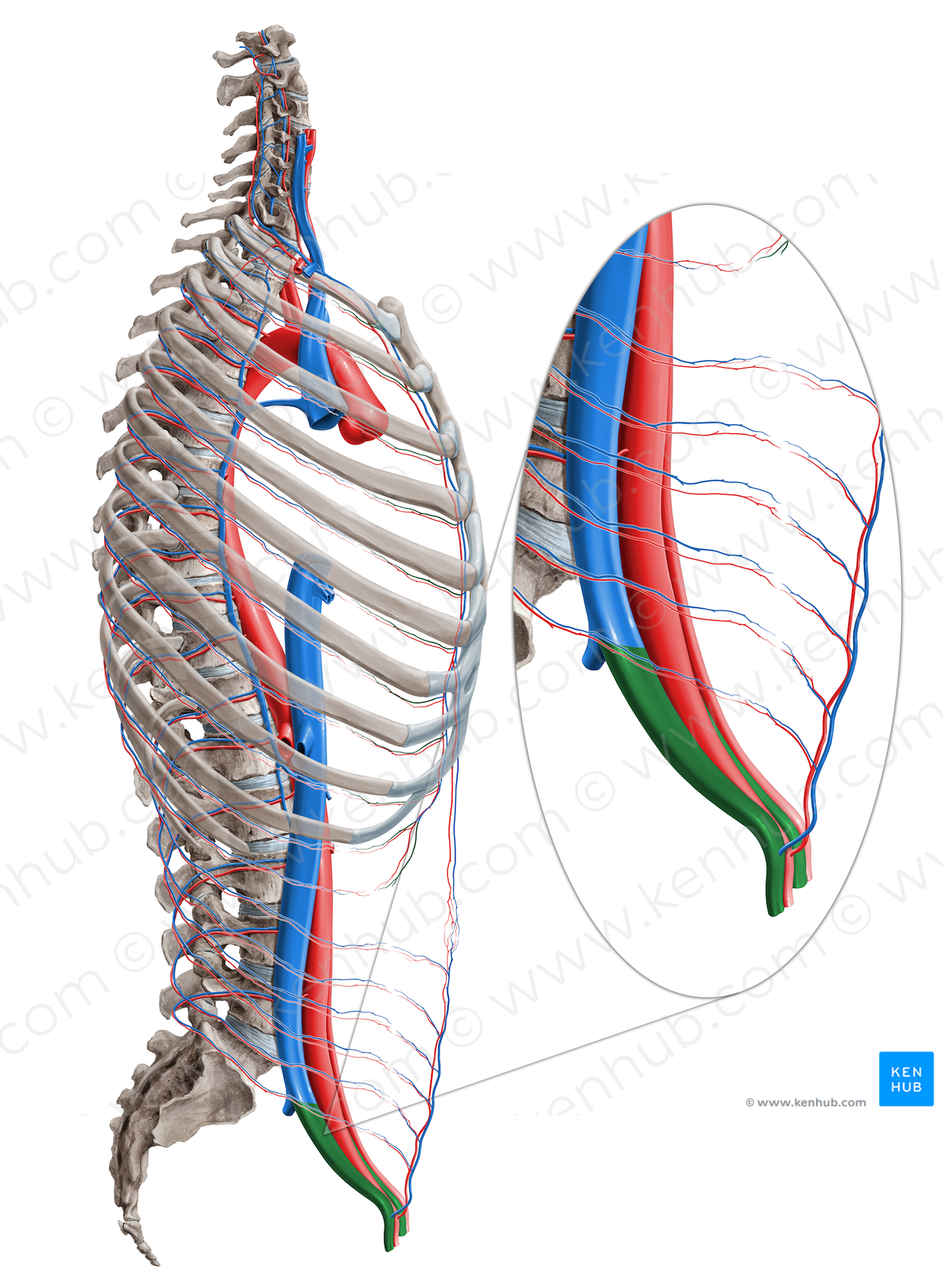 External iliac vein (#10298)