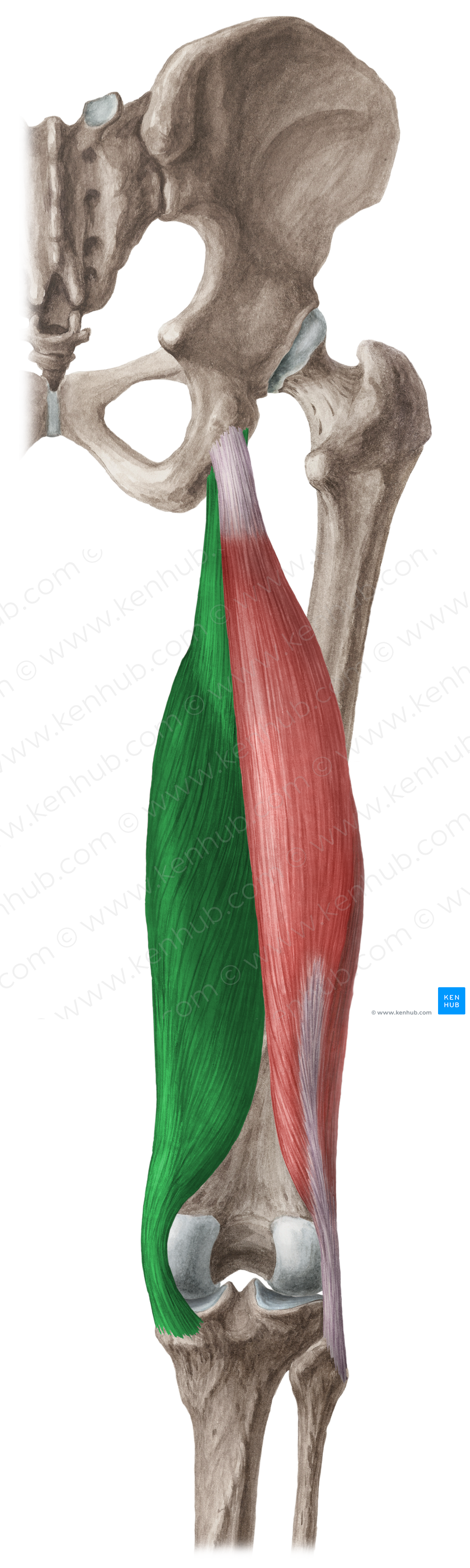 Semimembranosus muscle (#5916)