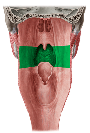 Oropharynx (#7752)