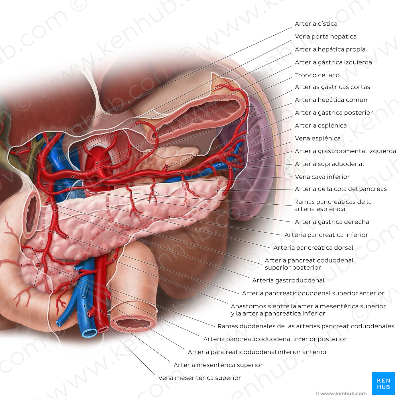 Arteries of the pancreas, duodenum and spleen (Spanish)