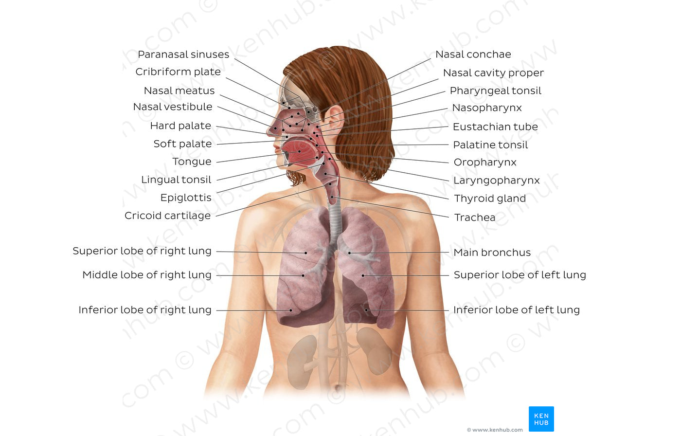 Respiratory system (English)