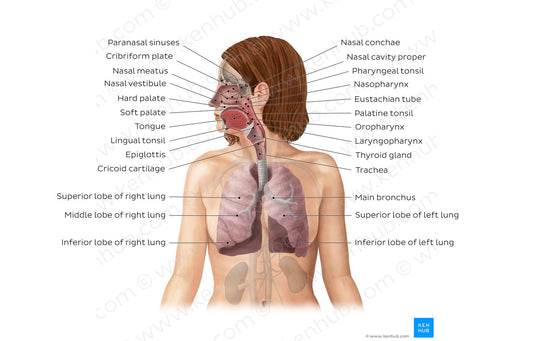 Respiratory system (English)