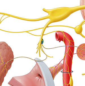 Otic ganglion (#3995)