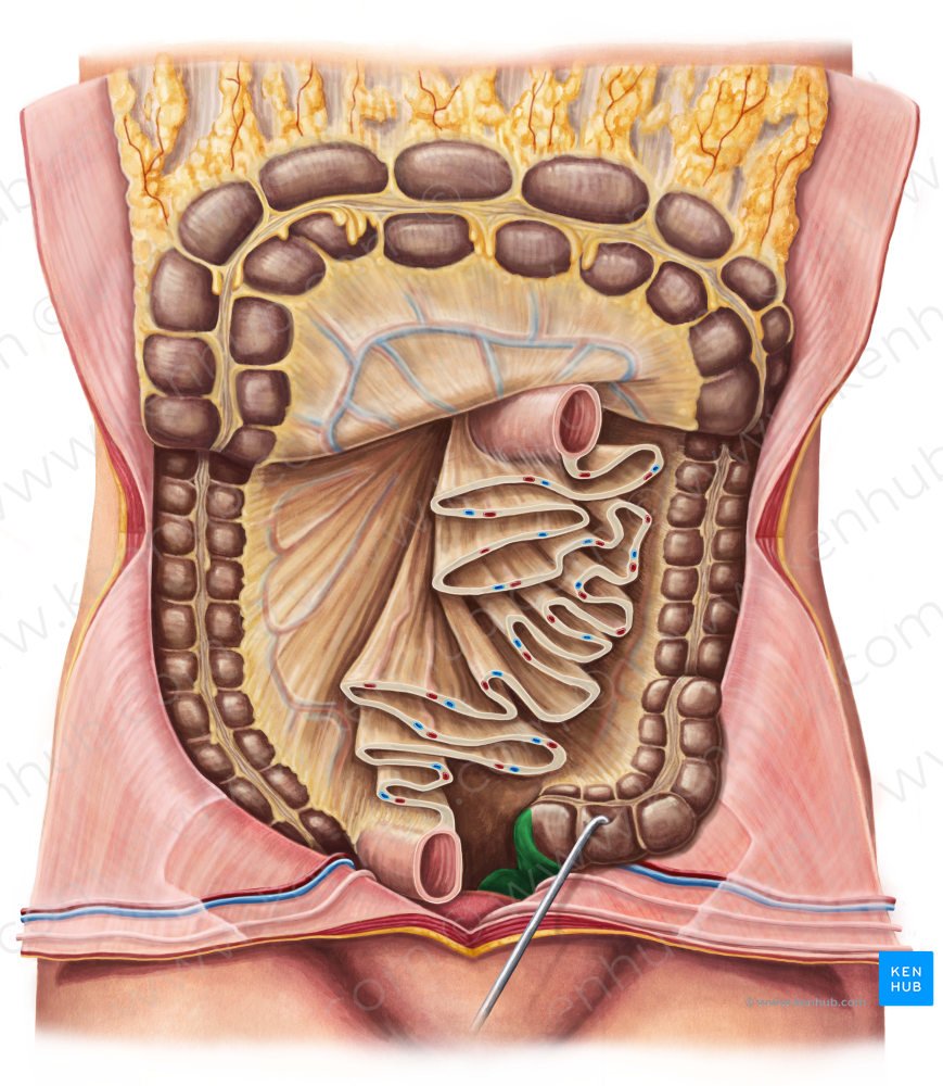 Rectum (#8880)