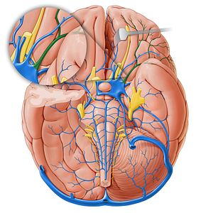 Superficial middle cerebral vein (#18238)