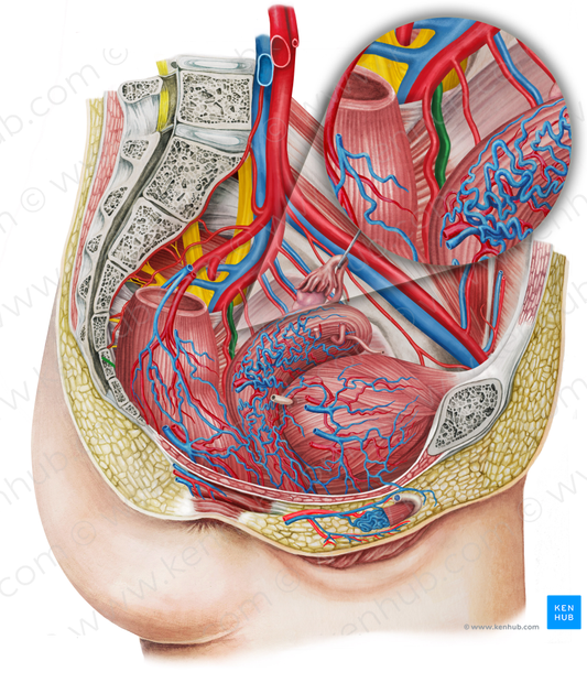 Left middle anorectal veins (#10540)