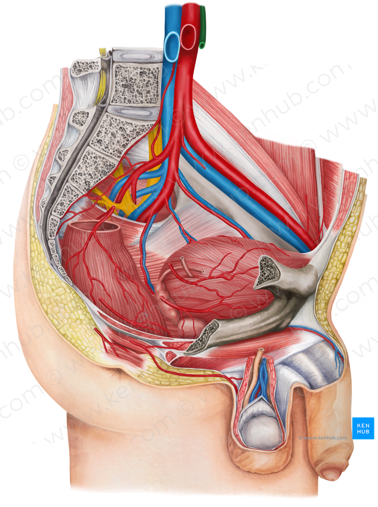 Inferior mesenteric artery (#1519)