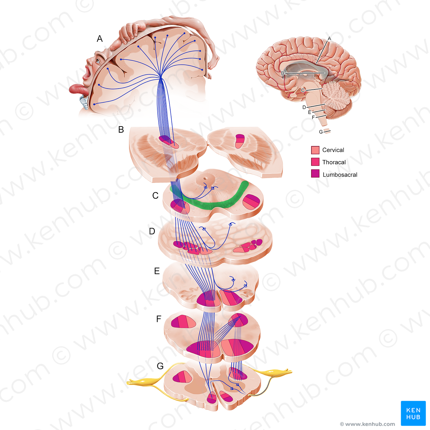 Substantia nigra (#11224)