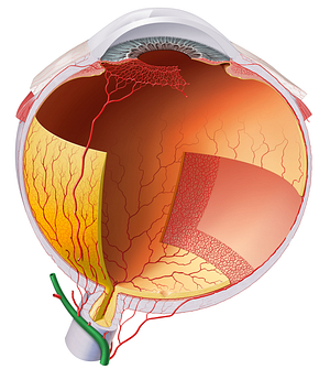 Ophthalmic artery (#1568)