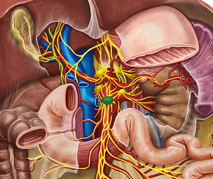 Superior mesenteric ganglion (#3990)