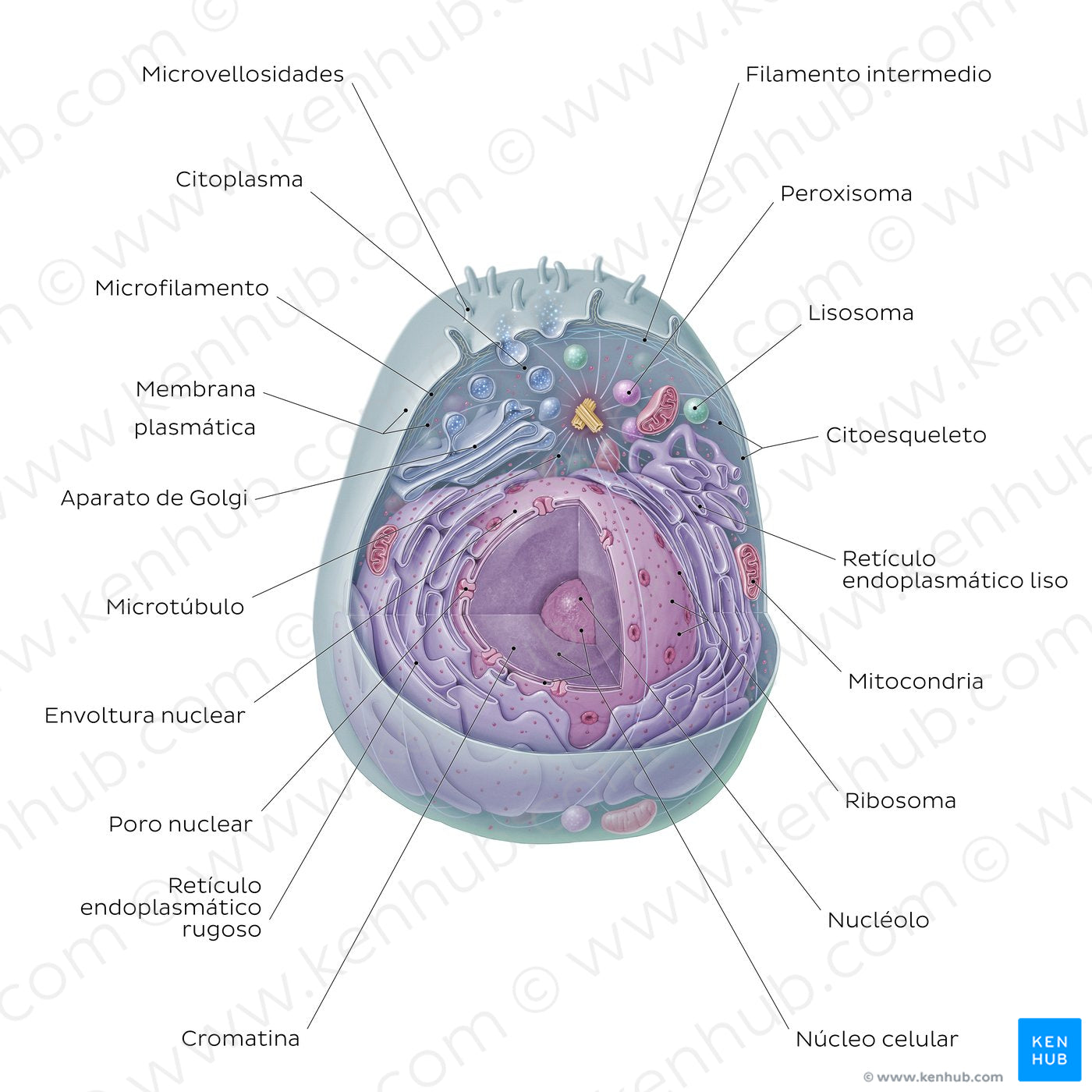 Eukaryotic cell (Spanish)