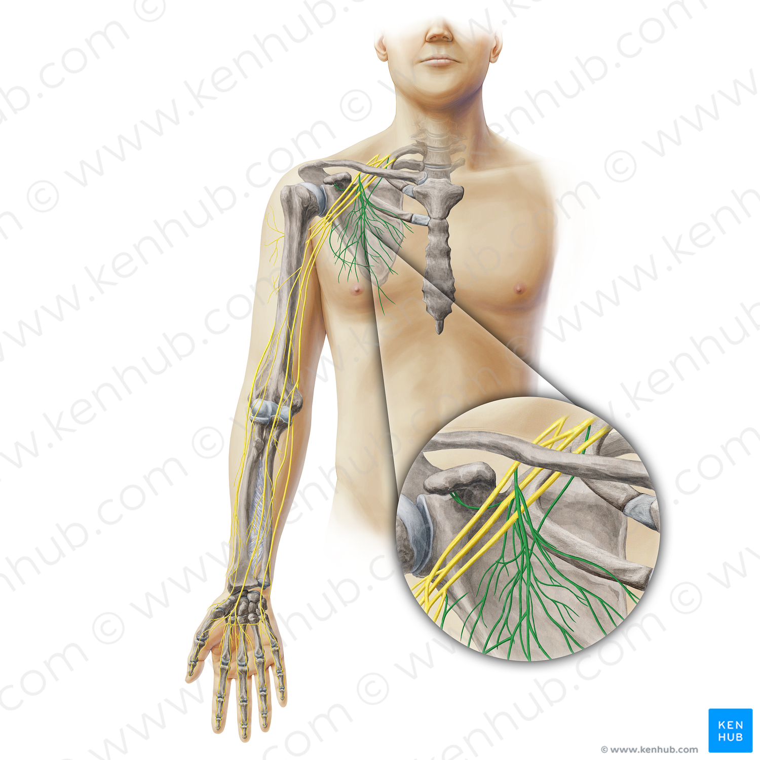 Subscapular nerves (#19367)