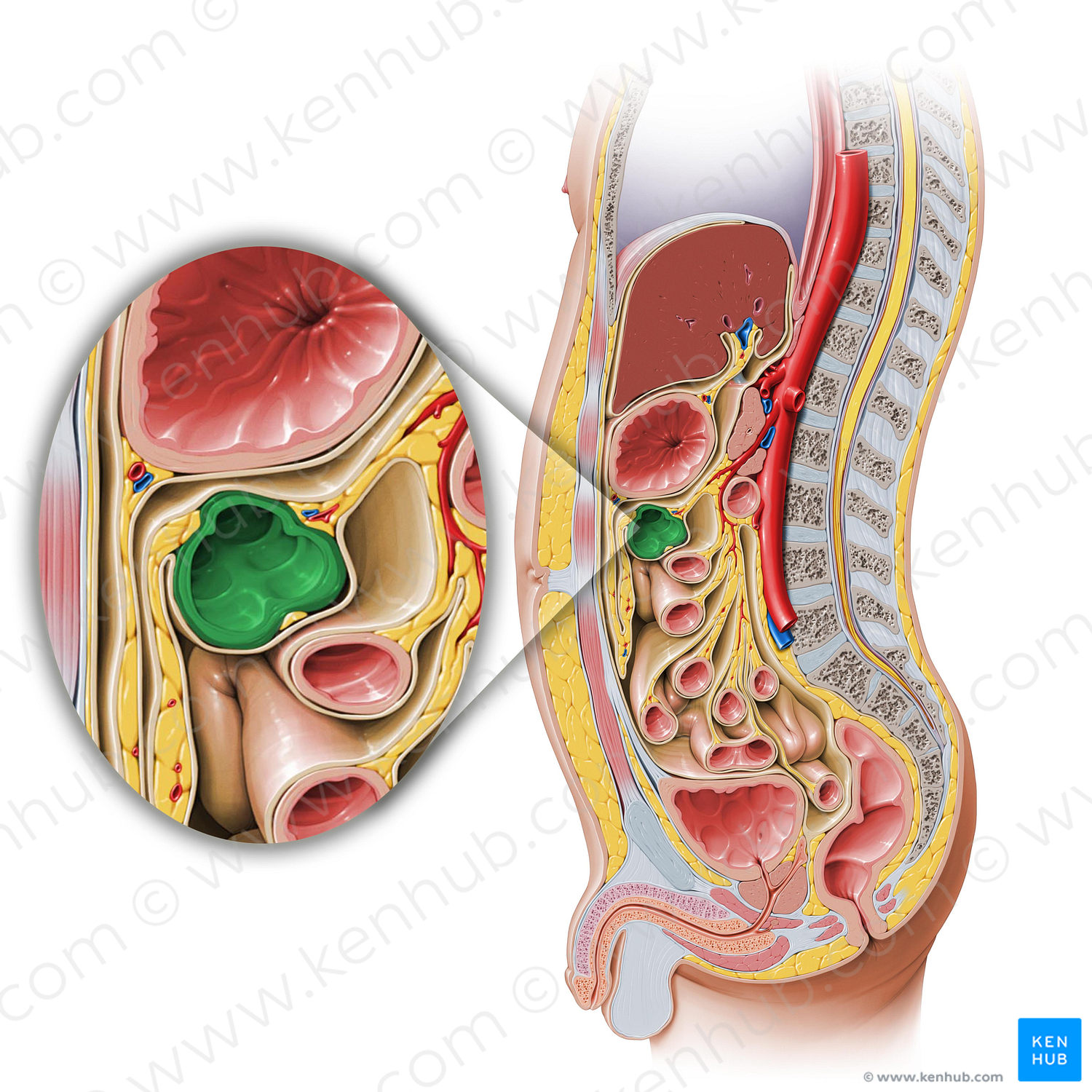 Transverse colon (#2763)