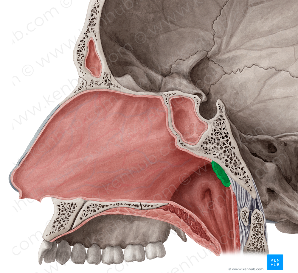 Pharyngeal tonsil (#9486)