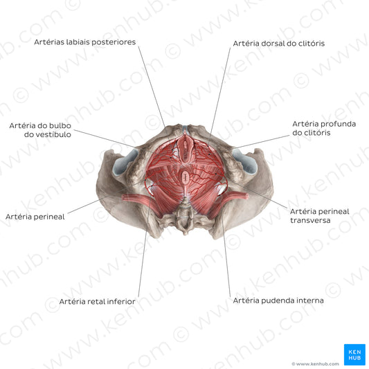 Arteries of the clitoris (Portuguese)