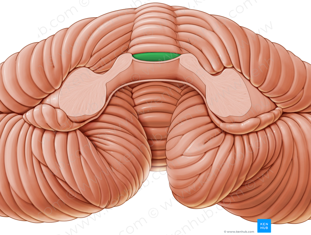 Lingula of cerebellum (#4742)