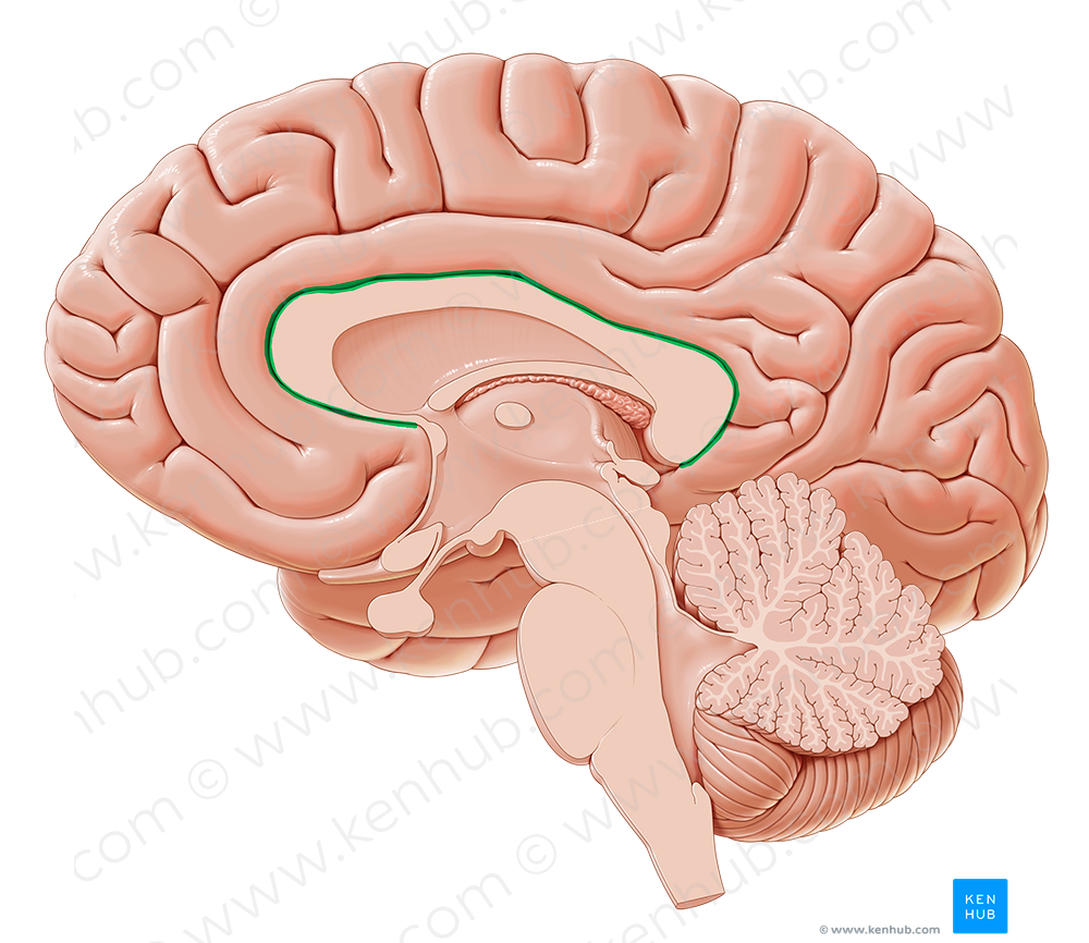 Sulcus of corpus callosum (#9254)