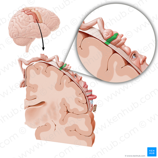 Sensory cortex of ring finger (#11058)