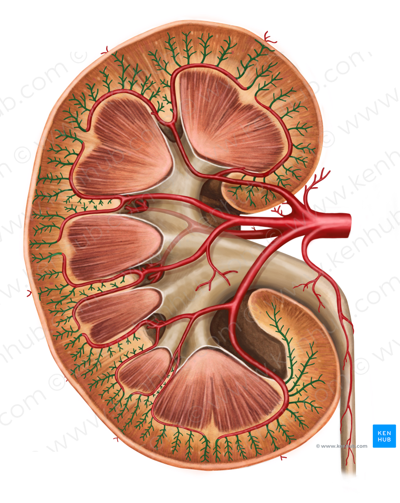 Interlobular arteries of kidney (#1161)