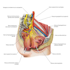 Nerves of the female pelvis (Latin)