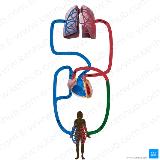 Systemic arteries (#19838)