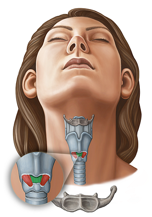 Median cricothyroid ligament (#11630)