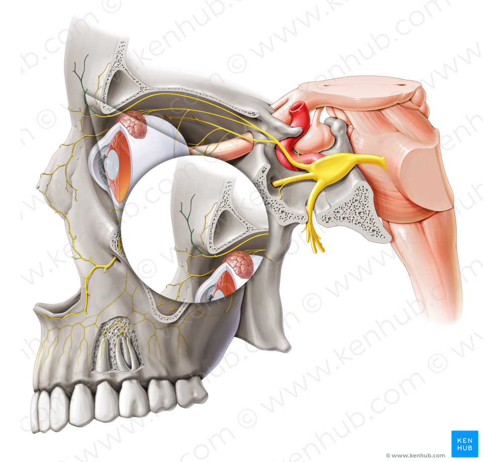 Superior branch of supratrochlear nerve (#8814)