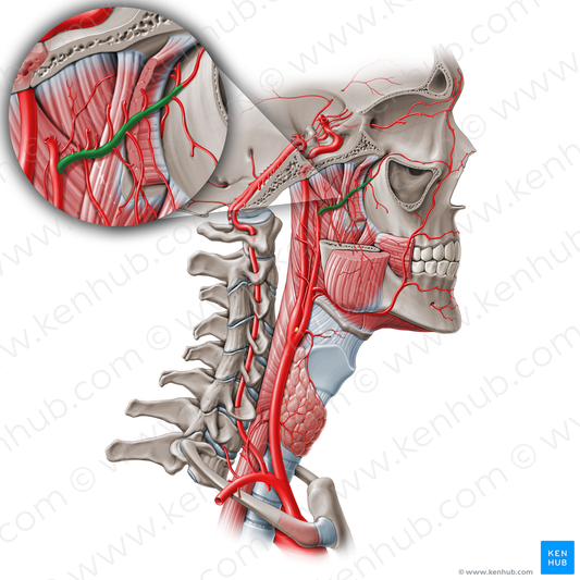 Maxillary artery (#1500)