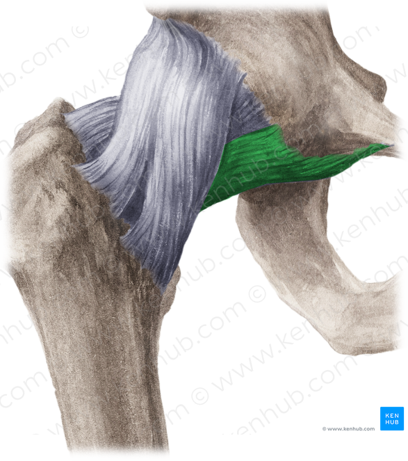 Pubofemoral ligament (#4603)