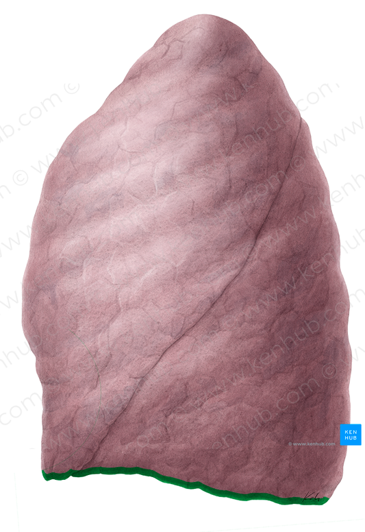 Inferior border of lung (#21467)