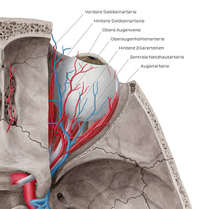 Arteries and veins of orbit (Superior view) (German)