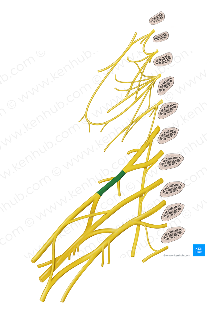 Superior trunk of brachial plexus (#9641)