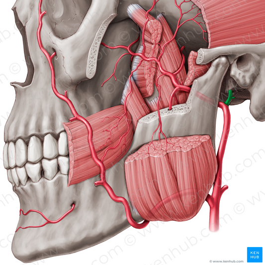 Superficial temporal artery (#1901)