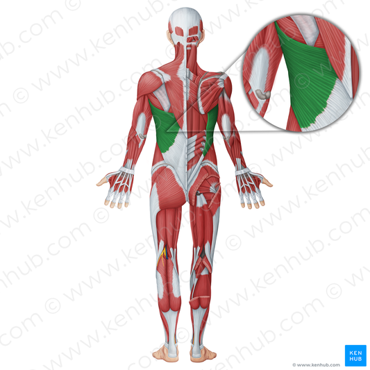 Latissimus dorsi muscle (#18698)