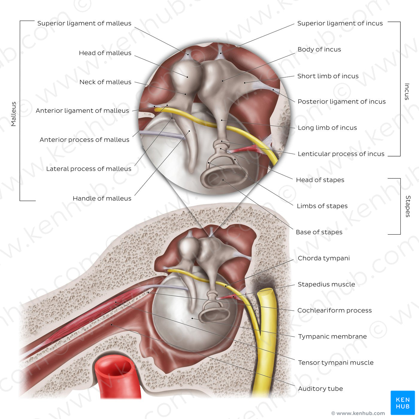 Middle ear: Sagittal section (English)